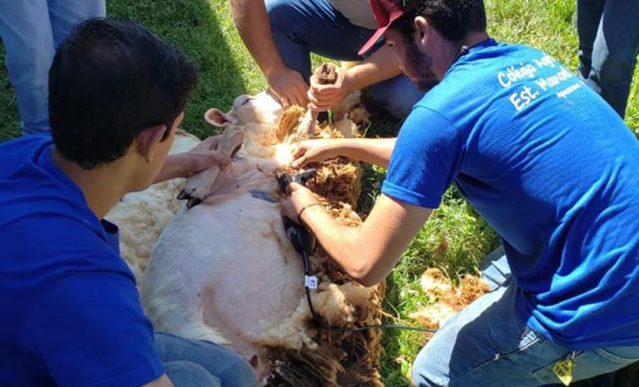 O CEEP Agrícola Manoel Ribas, do município de Apucarana, adquire tosquiadeira profissional
