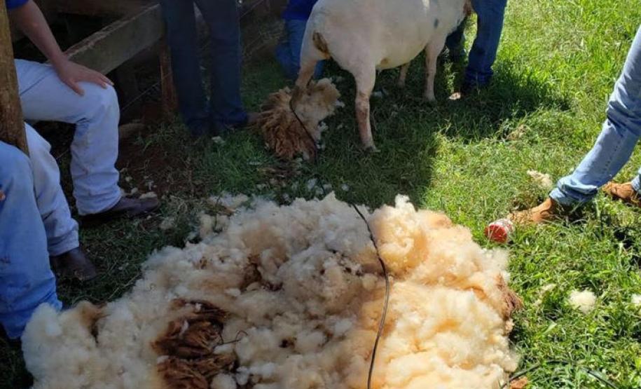 O CEEP Agrícola Manoel Ribas, do município de Apucarana, adquire tosquiadeira profissional