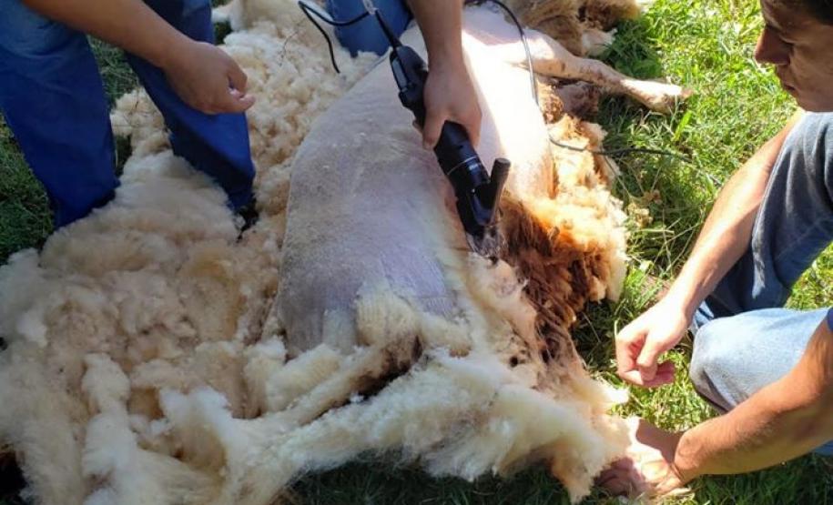 O CEEP Agrícola Manoel Ribas, do município de Apucarana, adquire tosquiadeira profissional